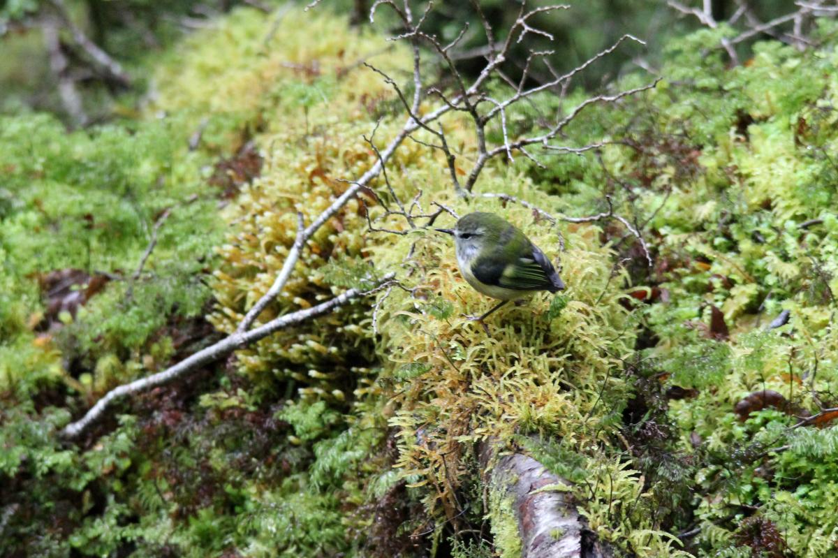 Rifleman (Acanthisitta chloris), Te Anau Milford Highway, New Zealand, 2014-03-04 Rifleman (Acanthisitta chloris)